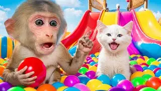Monkey BiBI try Waterpark Challenge with swimming at Pool |COCO ANIMAL BIBI