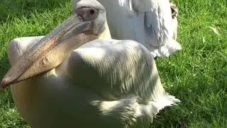 Great white pelican