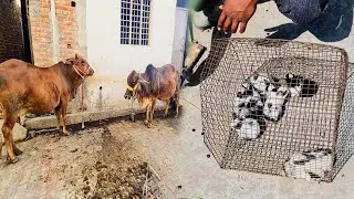 Dono Red Cow Ko Ek Jgeh Bandh Diya 😍 Finally Rabbits Baby Ka Ghar Change Kr Dia 🥰