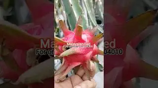 Malaysian Red Dragon Fruit//commercial Dragon Fruit//#shortsfeed #viral #trending #ytshorts #fruit
