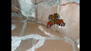Surveying overwintering lepidoptera in Boughton Railway Tunnel