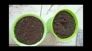 #plantation of Donkey tail, Lucky plant,water chain plant #nature🌿