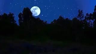Cricket & Insect Sounds with Gentle Wind | Perfect for Sleep, Relaxation & Meditation