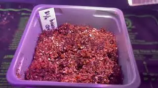 Single Seed Challenge Update - Ground Cherry- 5/23/2021
