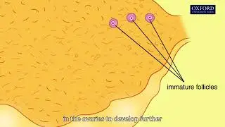 Animation 13.3 Development of ova in the ovary
