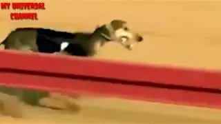Best dog race fastest dog race in Saudi Arabia