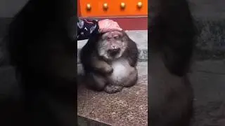 Xing Xing the Monkey and Grandma Ye: A Heartwarming Tale of Friendship