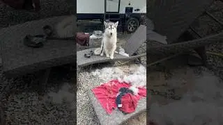 Husky sheds the size another husky