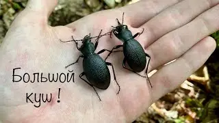 ПРОВЕРКА ЛОВУШЕК ПОСЛЕ ДОЖДЯ