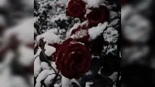 Dresiarz-blisko ciebie prod.raspo