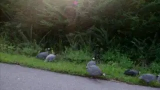Wild Turkeys Up Close
