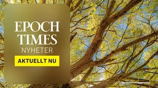 Kraftig ökning av almsjuka hotar Gotlands almbestånd