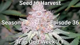 Seed to Harvest: Trap God Solfire Gardens Day 5 Week 7 of Flower. | Grow Journal S1 Episode 36