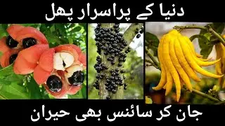 Strange fruits in the world|interesting facts around world|#WeirdFruits#RareFruits#UnusualFruits
