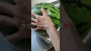 鳥取の大栄西瓜、カットするよ🍉#shorts #すいか　#くだもの