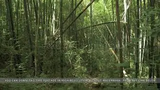 Flying in the tropical rainforest. Georgia