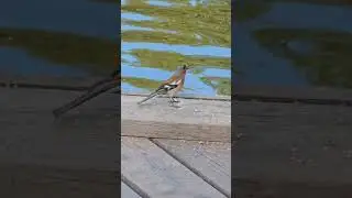Eurasian chaffinch, Common chaffinch (Fringilla coelebs) sound song - Bird watching Samsung Galaxy