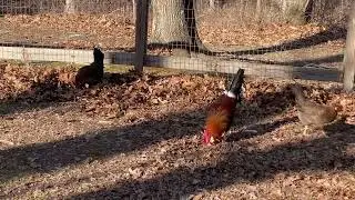 Single Comb Brown Leghorns
