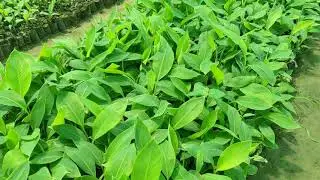 Ratnam Grand Nain (G-9) Tissue Banana Plant.