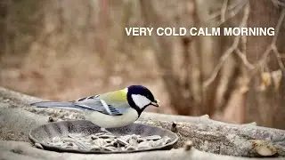 Very Cold Clear Morning at the Bird Feeder | Started at 7 AM, -3.7&deg;C / 25.3&deg;F