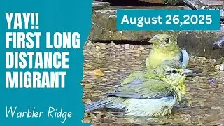Migration Season Has Begun! First Tennessee Warbler Arrived August 26th