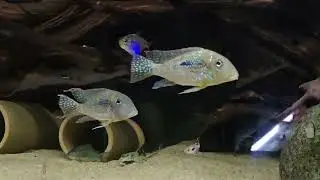 Geophagus mirabilis and Company (11/28/2025)
