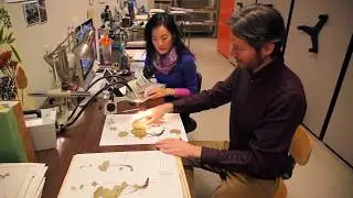 Revising the Flora of the Pacific Northwest