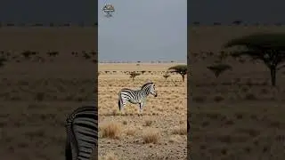 Zebra in the Wild | Ultra-Realistic 4K Wildlife Scene in African Savanna#AnimalHQ #Wildlife