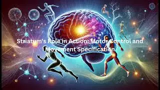 Striatum's Role in Action: Motor Control and Movement Specification