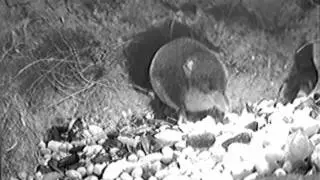 Common Shrew