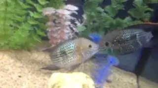 Green terror male and female?