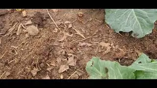 Tour of hoop house and all things growing in November south of reno nevada.