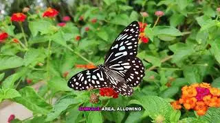 Metamorphosis in Animal Development - Explained