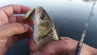 Am inceput sezonul de prins cleni cu voblere