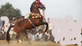 Ghora Dance l Pakistan Punjab Horse Dance 2022