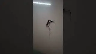#Asian tiger mosquito## 🦟🦟#mosquito##killed 😱##shorts#