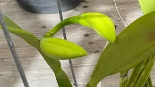 Fall Orchid Buds, Stop at Lowe’s, Hoop House