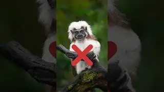 Halal And Haram Animals List #shorts #animals #islamic