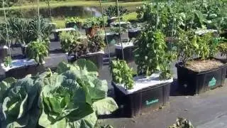 Tour of FarmDaddy Garden