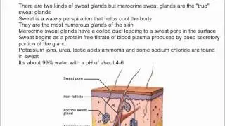 Sweat Glands and Sweat