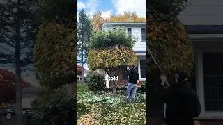 Этот парень был в восторге! #дерево #обрезка #grassmastermatt #шорты