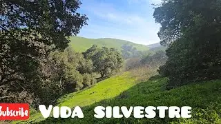 Vida silvestre en California 