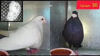الجديد✅️  30 حمامة🍒اللودينو الإسباني😍 و حمام لادرون النفاخ السيفيانوس...💯 واش حسيتو بي الزلزال😱