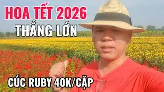 HOA TẾT 2026 THẮNG LỚN | CÚC KIM CƯƠNG ĐÃ ĐƯỢC THƯƠNG LÁI MUA SẠCH TẠI VƯỜN | CÚC RUBY 40K/CẶP