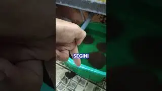 AGAR CACING SUTRA TAHAN LAMA #herubiru