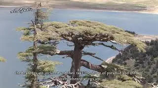 Cedar forest