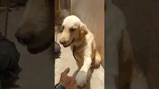 Dog Training:#obito🖤#goldenretriever #dogs #shorts #tips #tricks #shorts #doglover #easy #everyday