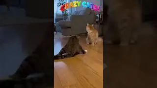 😂 Cats Went Crazy at 3AM and You Won&rsquo;t Believe What Happened Next!