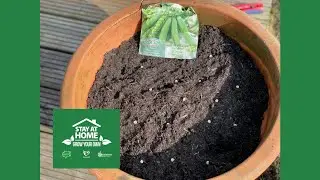 Stay at Home, Grow Your Own: Braintree - Peas in a Pot