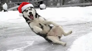 HILARIOUS DOGS Being Weird 🤪 NEW Funniest Dogs Video 2025 #24